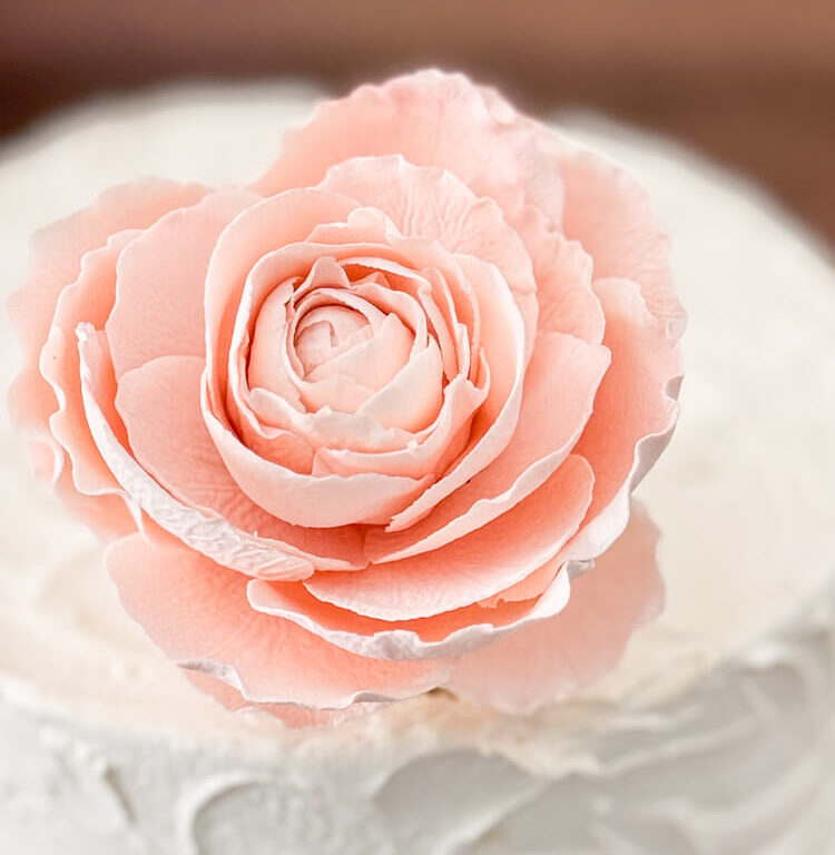 blush pink garden rose sugar flower close up shown on a 6" white buttercream cake