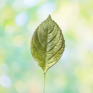 Green gumpaste hydrangea leaf
