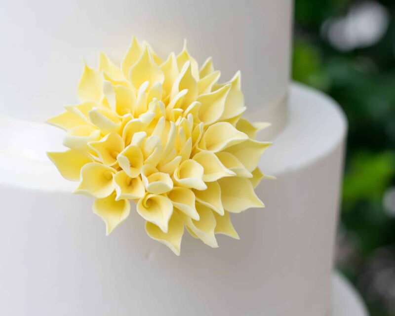 pale yellow dahlia sugar flower