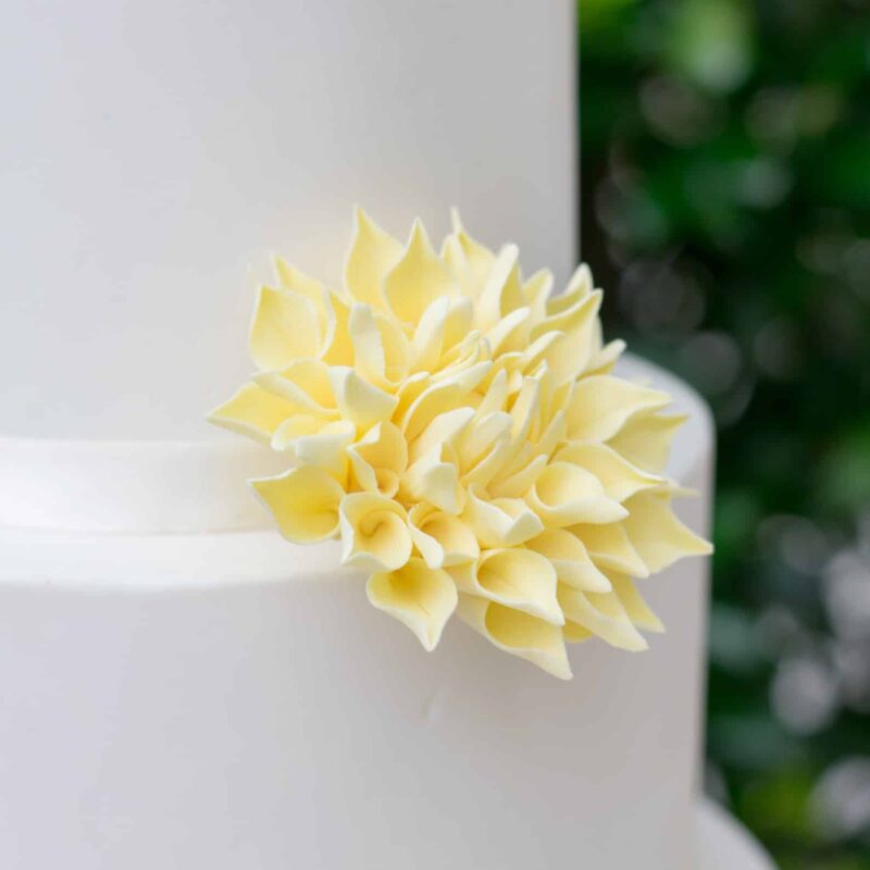 pale yellow dahlia sugar flower