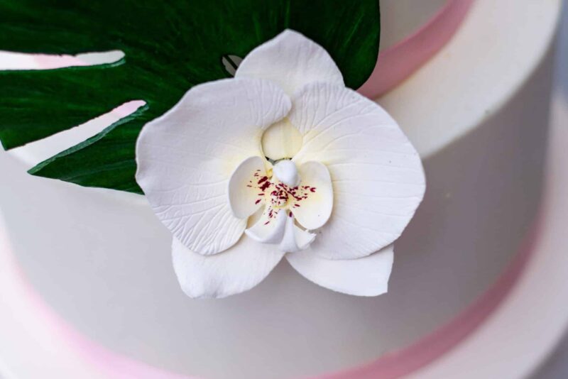 Moth Orchid - White Sugar Flowers by Kelsie Cakes
