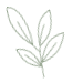 Gardenia leaves icon