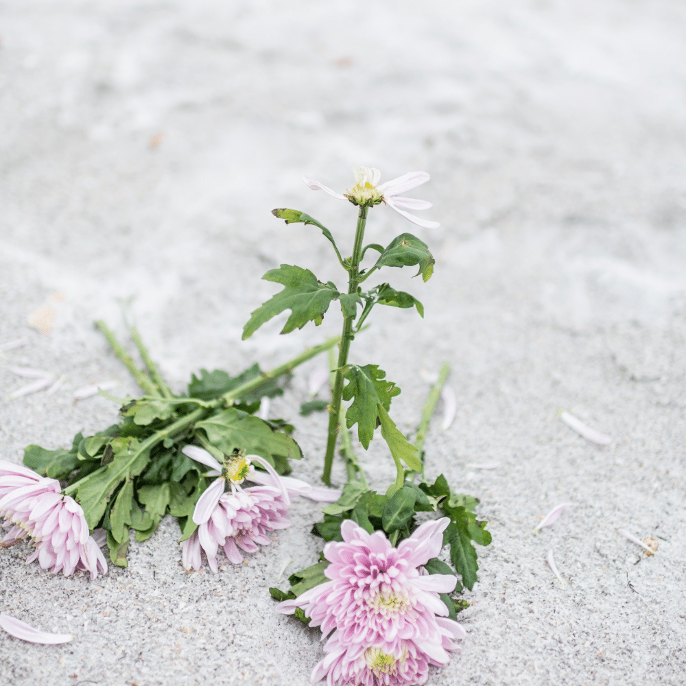 purple flowers laying on the sandy beach featured pictures for blog post don't use sugar flowers
