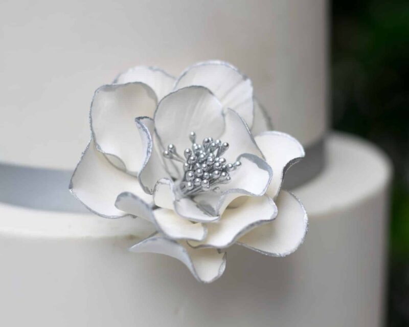 small white silver edged open rose sugar flower
