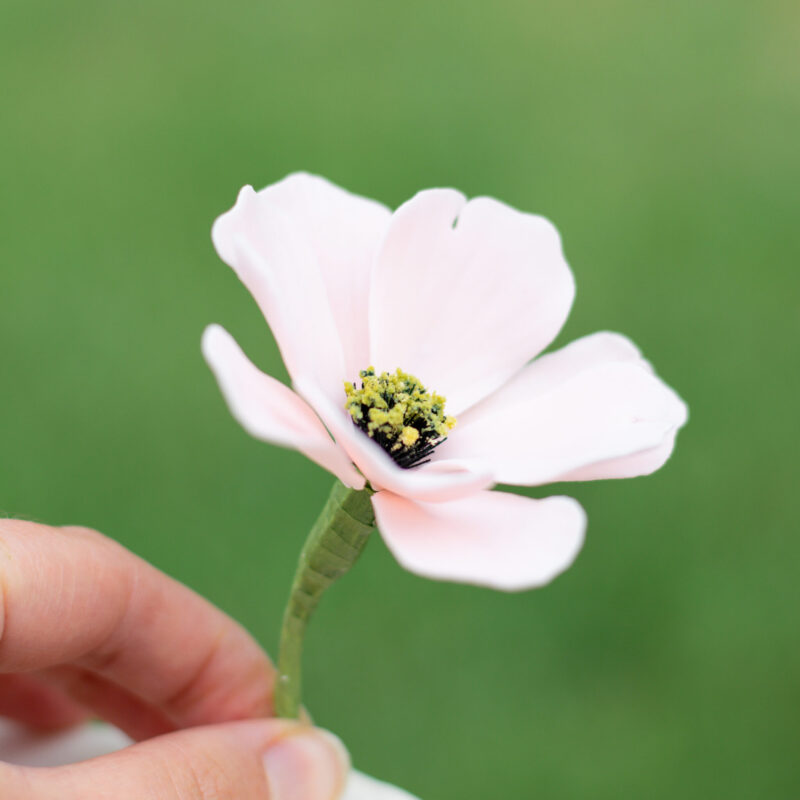 Blush Cosmos Sugar Flowers by Kelsie Cakes