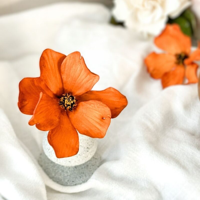 Burnt Orange Cosmos