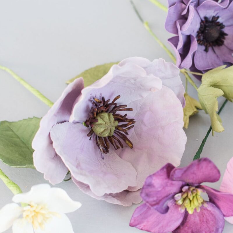 Amazing Gray Poppy